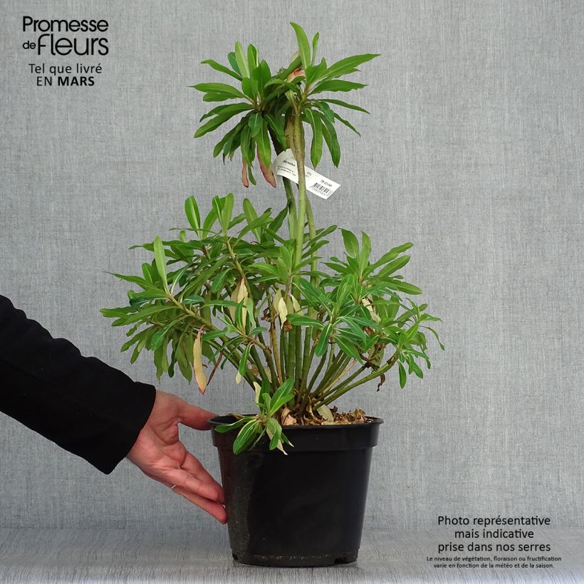 Amostra de Euphorbia mellifera Vaso de 2 L/3 L tal como entregue na primavera