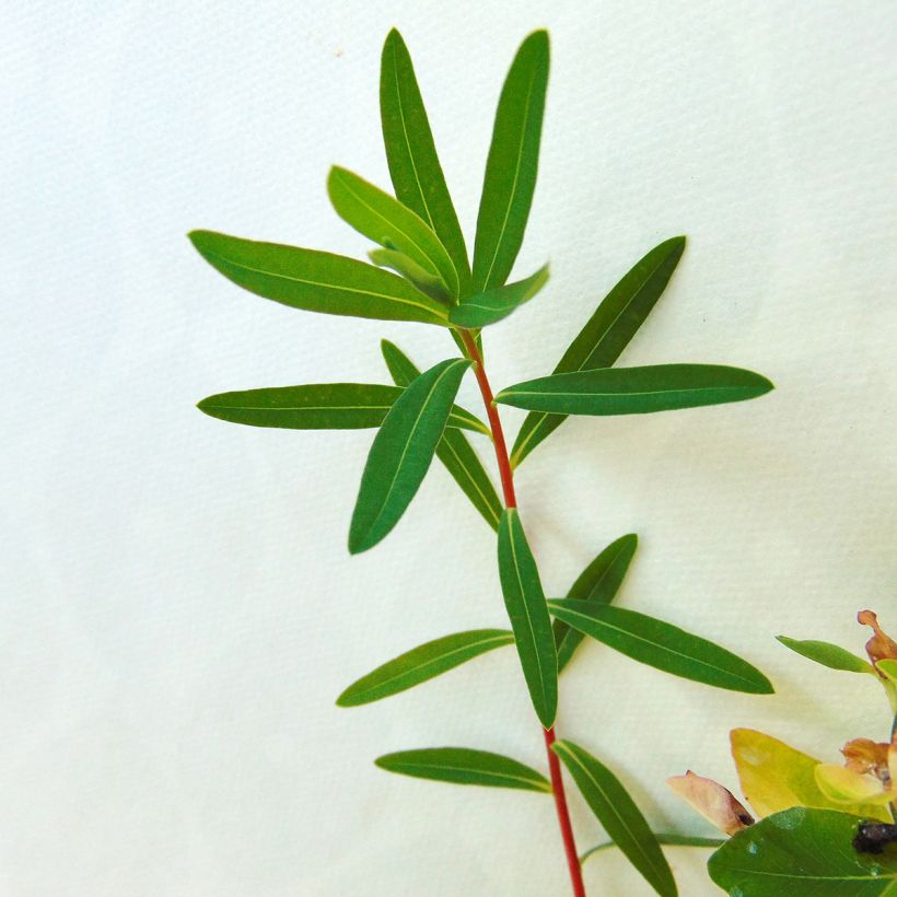 Eufórbia-dos-pântanos Walenburg's Glory - Euphorbia palustris (Folhagem)