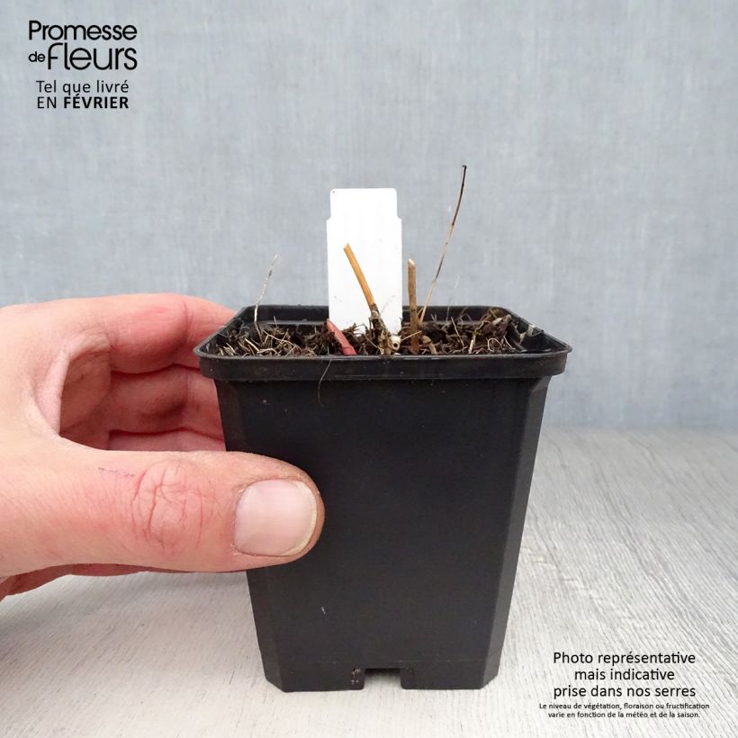 Amostra de Eufórbia-dos-pântanos Walenburg's Glory - Euphorbia palustris Vaso de 8/9 cm tal como entregue no inverno