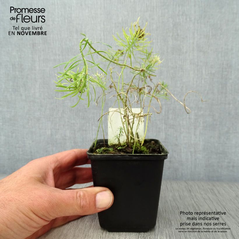 Amostra de Euphorbia cyparissias Clarice Howard Vaso de 8/9 cm tal como entregue no outono