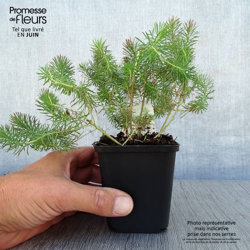 Amostra de Euphorbia cyparissias Clarice Howard Vaso de 8/9 cm tal como entregue no verão