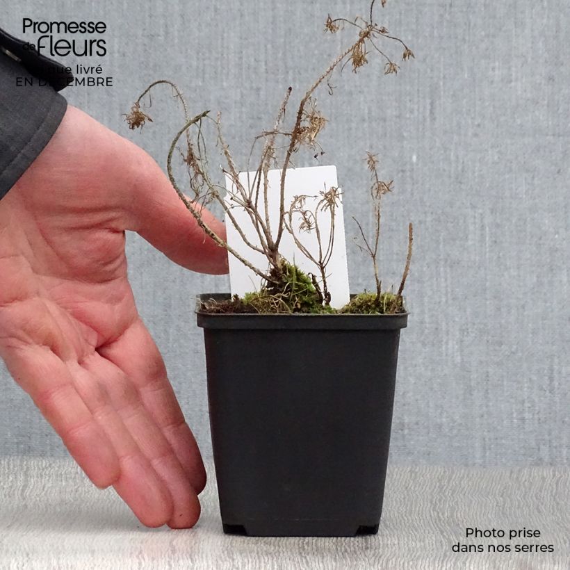 Amostra de Euphorbe petit-cyprès Clarice Howard - Euphorbia cyparissias Vaso de 8/9 cm tal como entregue no inverno