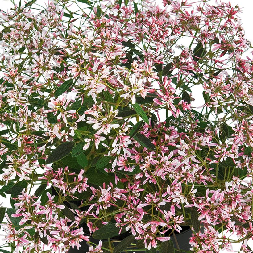 Euphorbia hypericifolia Shades in Pink (Floração)