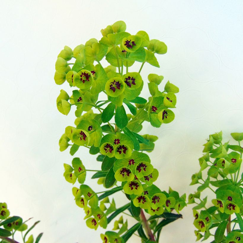 Euphorbia x martinii (Folhagem)