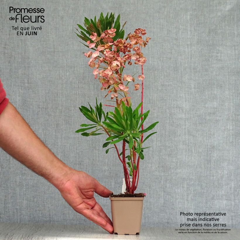 Amostra de Euphorbia x martinii Vaso de 8/9 cm tal como entregue no verão