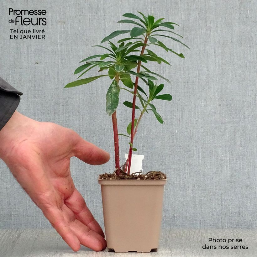 Amostra de Euphorbia x martinii Vaso de 8/9 cm tal como entregue no inverno