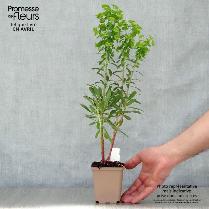 Amostra de Euphorbia x martinii Vaso de 8/9 cm tal como entregue na primavera