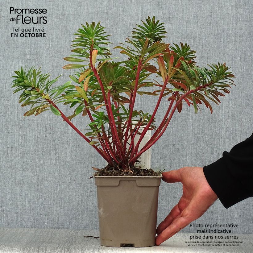 Amostra de Euphorbia x martinii Vaso de 2 L/3 L tal como entregue no outono