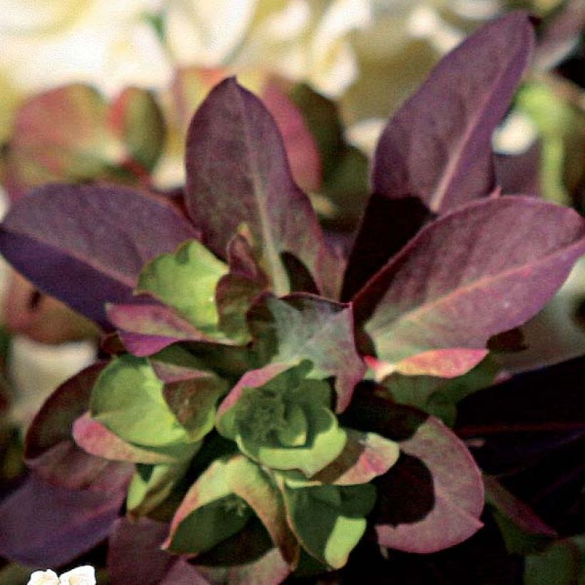 Trovisco-macho Black Bird (Folhagem)