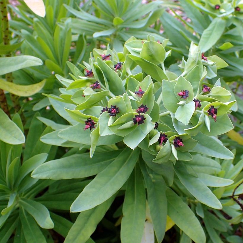 Euphorbia glauca (Folhagem)