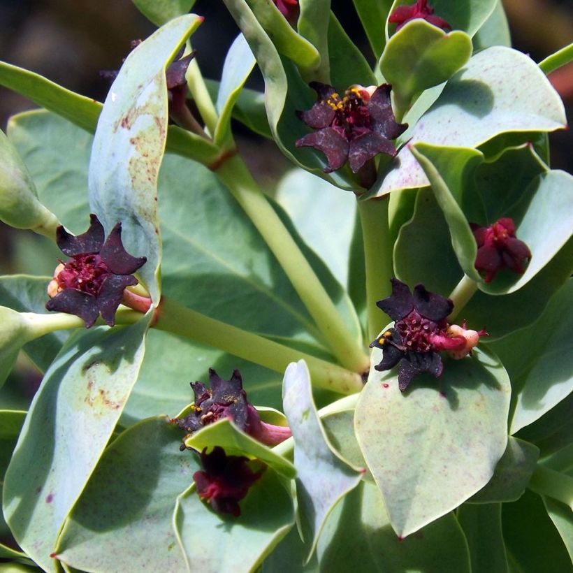 Euphorbia glauca (Floração)