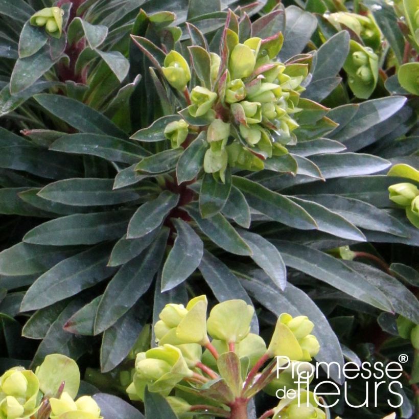 Euphorbia Redwing Charam (Folhagem)