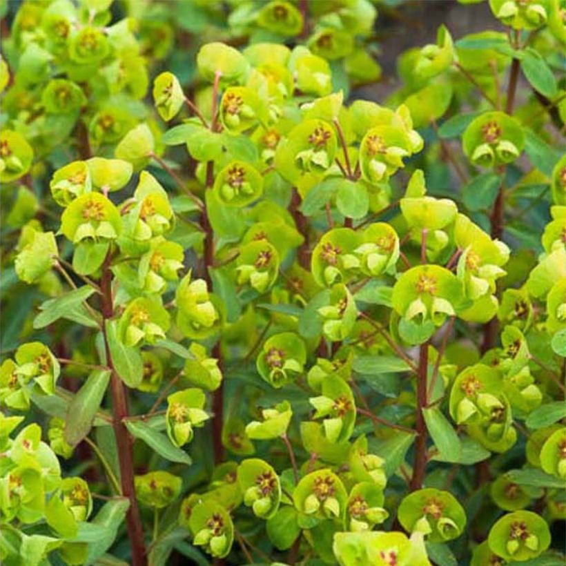 Euphorbia Whistleberry Garnet (Floração)