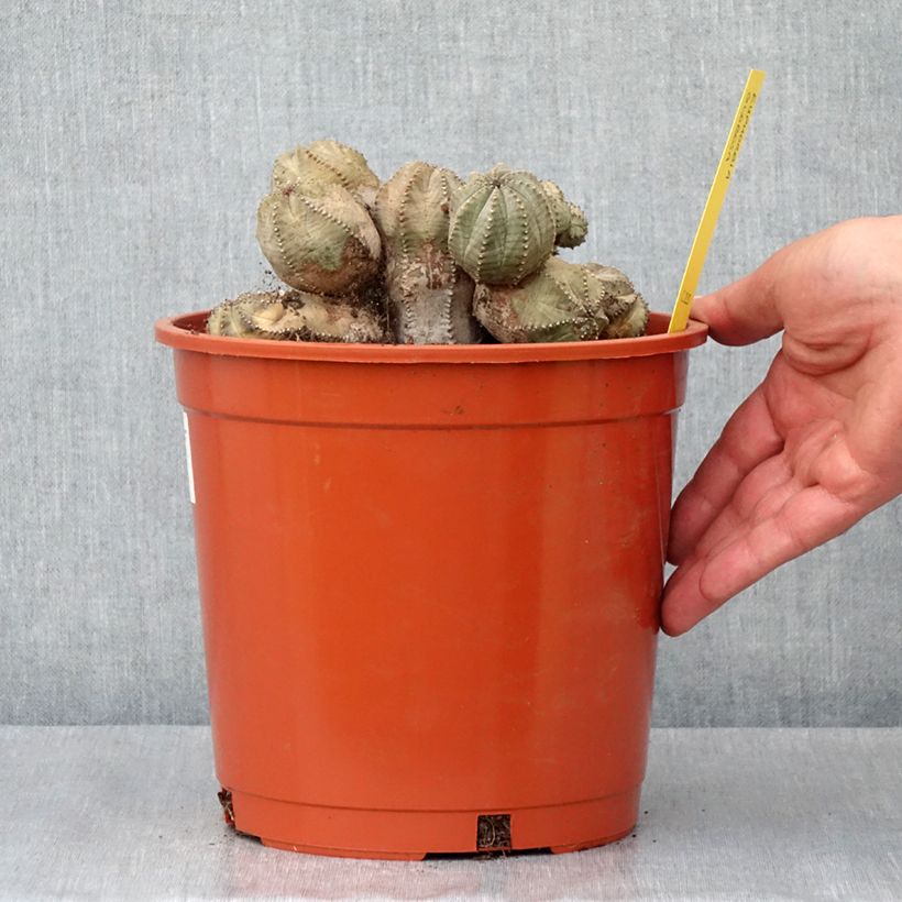 Amostra de Euphorbia globosa - Euphorbe globuleuse Pot de 4L/5L tal como entregue no inverno