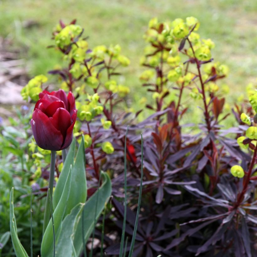 Euphorbia amygdaloides roxa (Hábito)