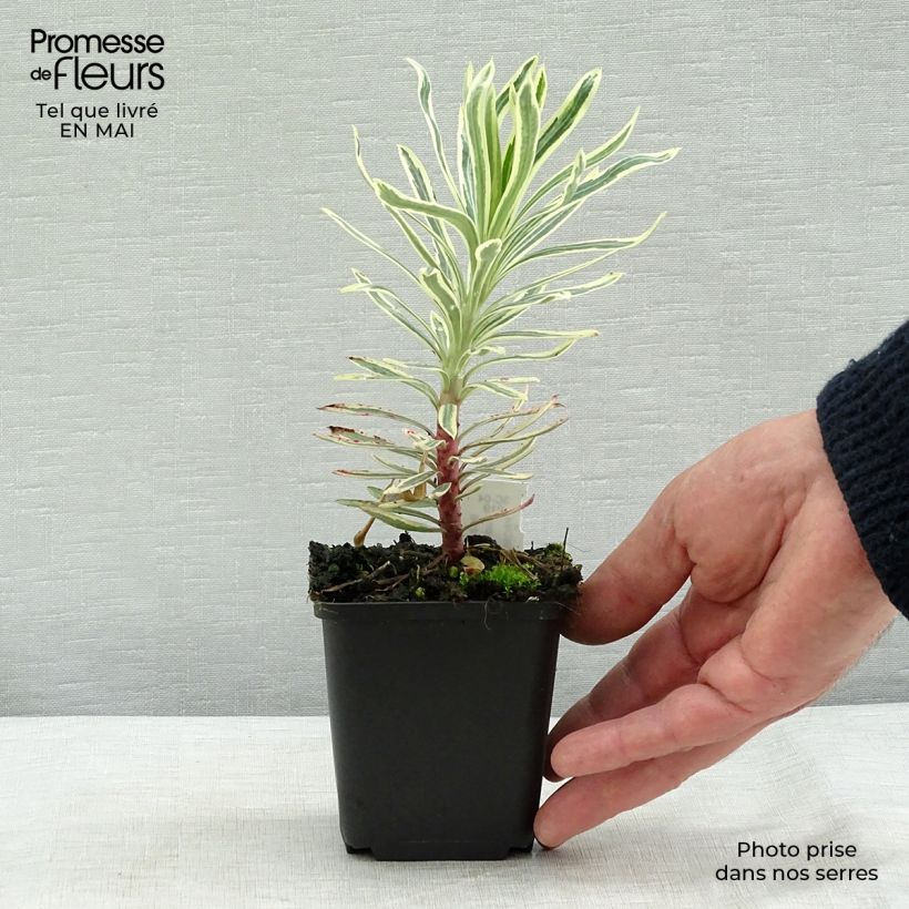 Amostra de Trovisco-macho Emmer Green Vaso de 8/9 cm tal como entregue na primavera