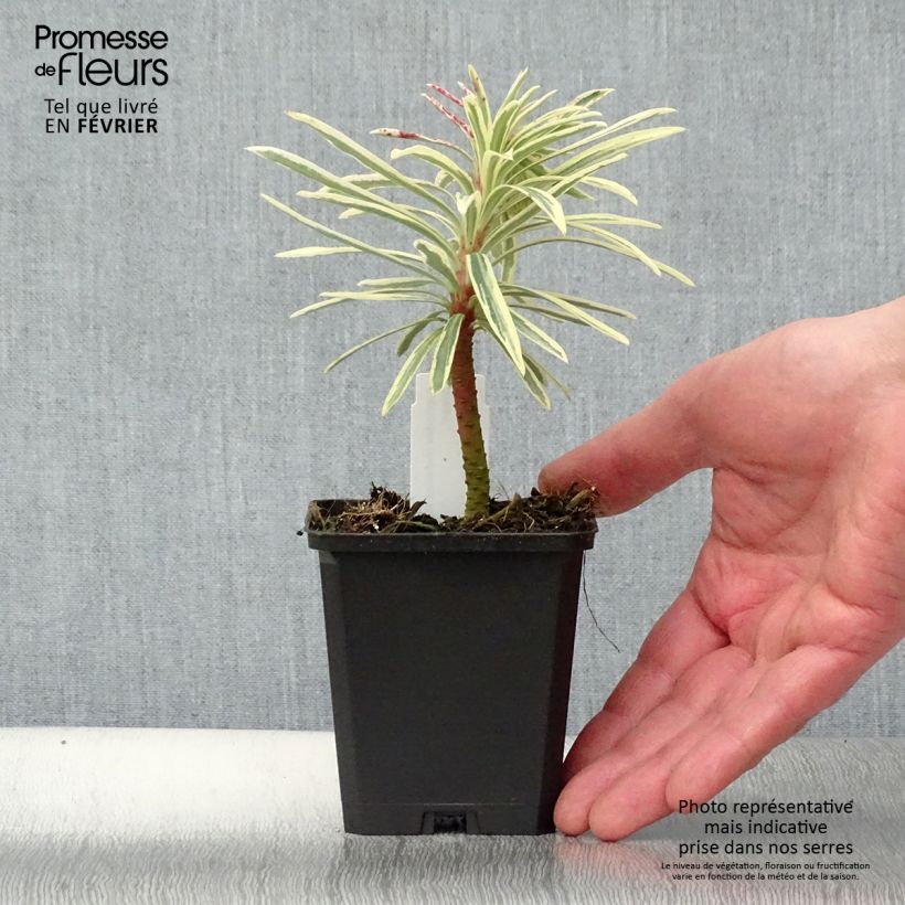 Amostra de Euphorbia characias Emmer Green - Euphorbe arbustive panachée  Vaso de 8/9 cm tal como entregue no inverno