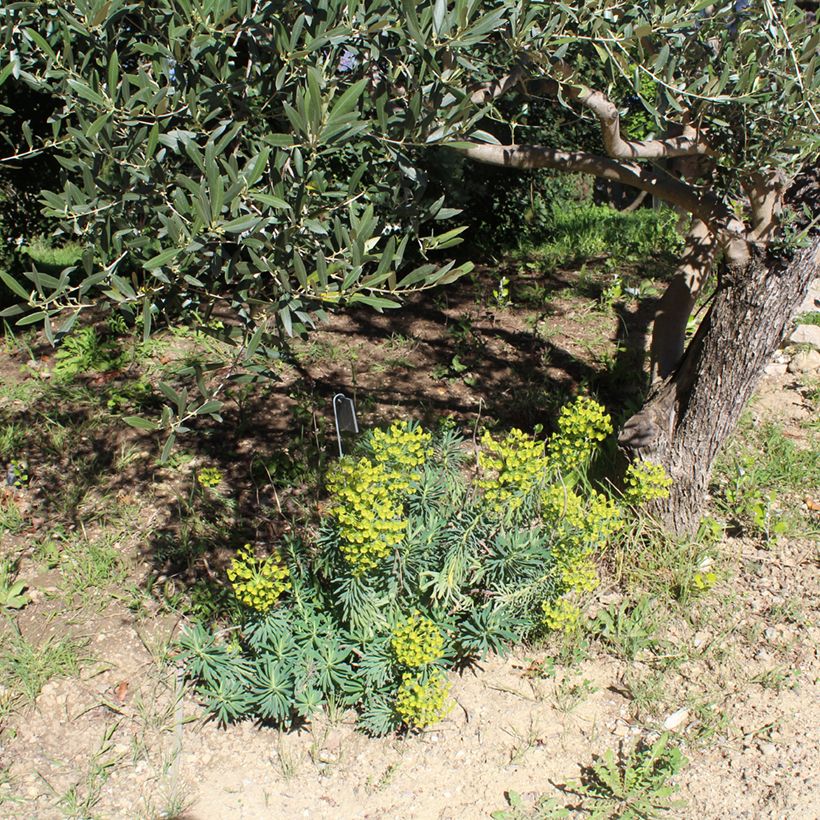 Trovisco-macho - Euphorbia characias (Hábito)