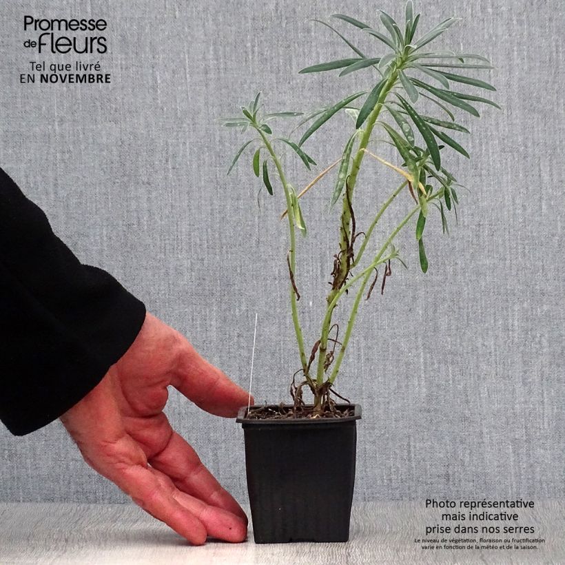Amostra de Trovisco-macho - Euphorbia characias Vaso de 8/9 cm tal como entregue no outono
