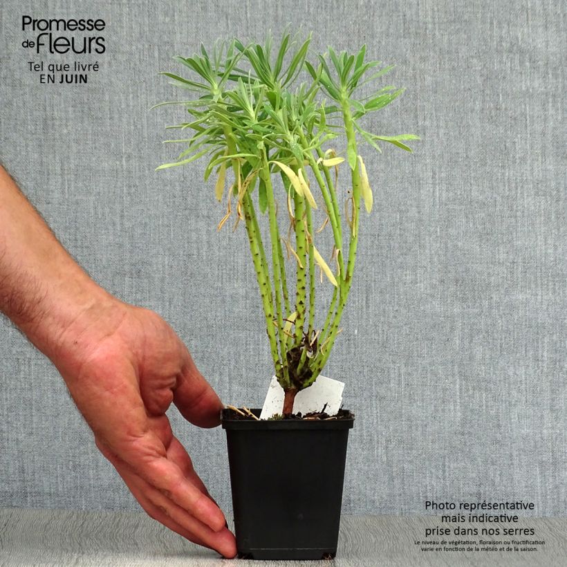 Amostra de Trovisco-macho - Euphorbia characias Vaso de 8/9 cm tal como entregue no verão