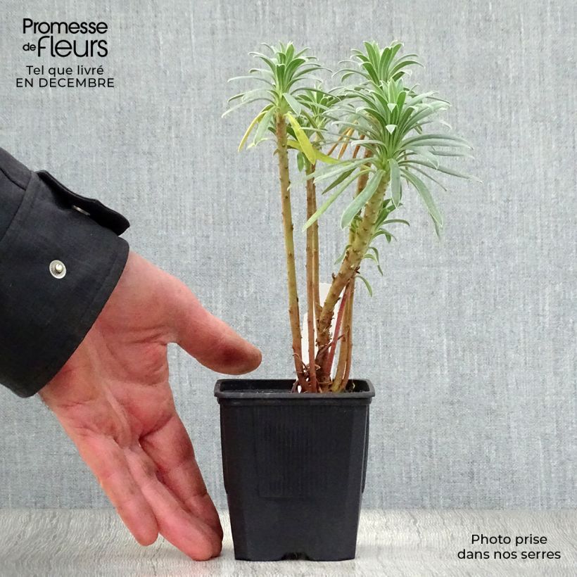 Amostra de Euphorbia characias - Euphorbe arbustive Vaso de 8/9 cm tal como entregue no inverno