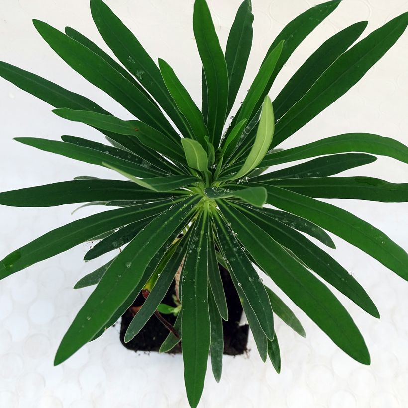 Trovisco-macho Purple and Gold (Folhagem)