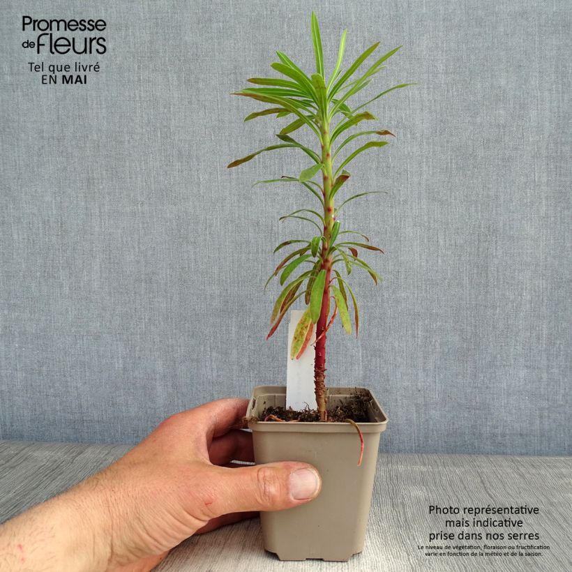 Amostra de Trovisco-macho Purple and Gold Vaso de 8/9 cm tal como entregue na primavera