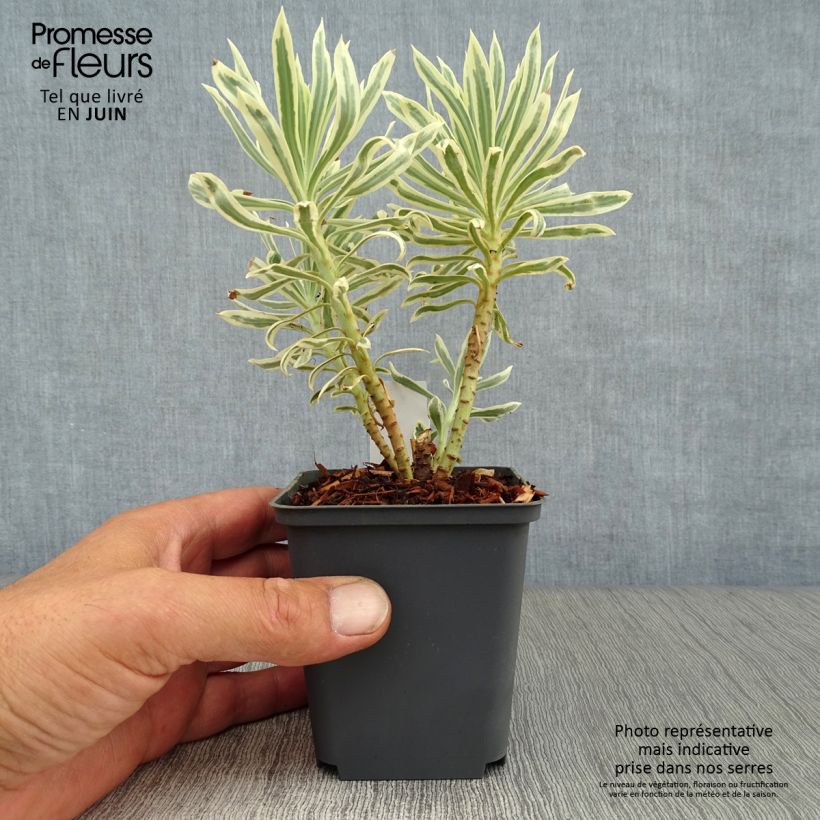 Amostra de Trovisco-macho Tasmanian Tiger Vaso de 8/9 cm tal como entregue no verão
