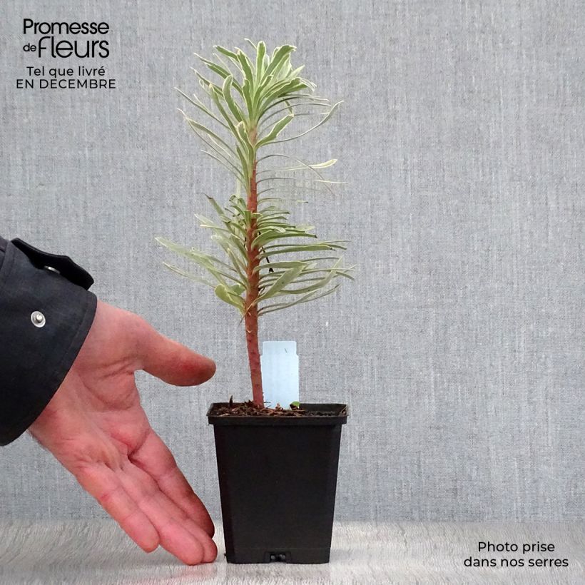 Amostra de Euphorbia characias Tasmanian Tiger - Euphorbe panachée Vaso de 8/9 cm tal como entregue no inverno