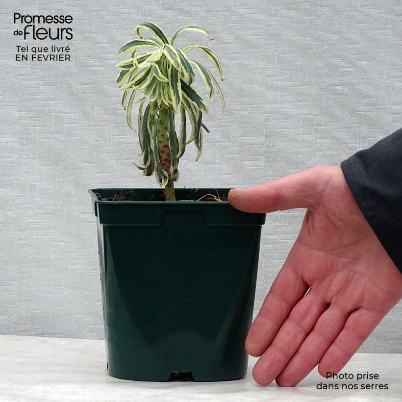 Amostra de Euphorbia characias Tasmanian Tiger - Euphorbe panachée Vaso de 1,5 L/2 L tal como entregue no inverno