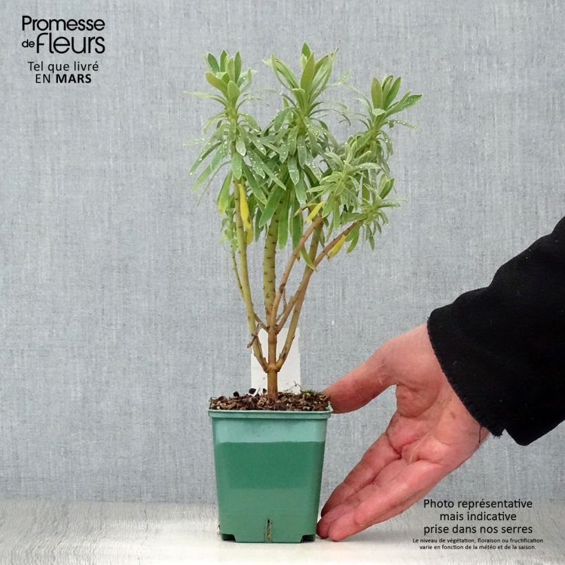 Amostra de Trovisco-macho - Euphorbia characias subsp. characias Vaso de 8/9 cm tal como entregue na primavera
