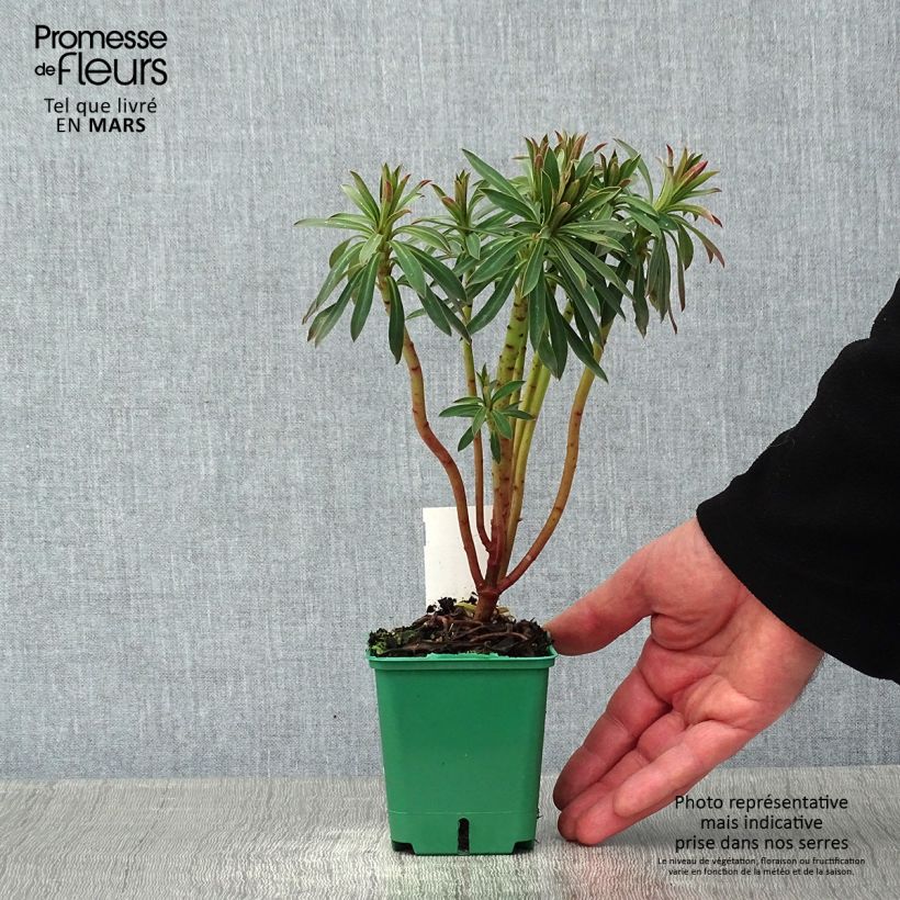 Amostra de Euphorbia characias ssp. characias - Euphorbe des garrigues Vaso de 8/9 cm tal como entregue no inverno