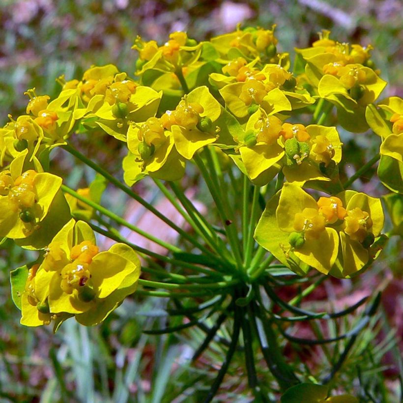 Euphorbia cyparissias Clarice Howard (Floração)