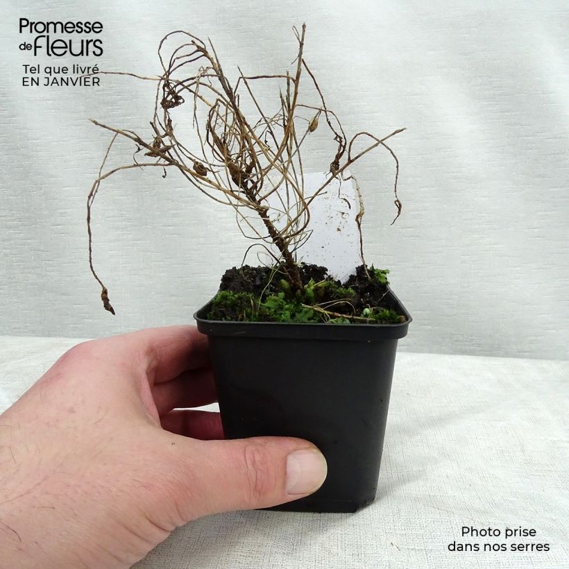 Amostra de Euphorbia cyparissias Fens Ruby - Euphorbe petit-cyprès Vaso de 8/9 cm tal como entregue no inverno