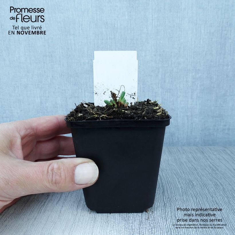 Amostra de Euphorbia cyparissias Fens Ruby Vaso de 8/9 cm tal como entregue no outono