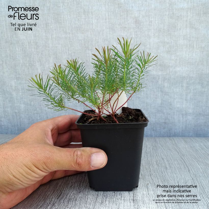 Amostra de Euphorbia cyparissias Fens Ruby Vaso de 8/9 cm tal como entregue no verão