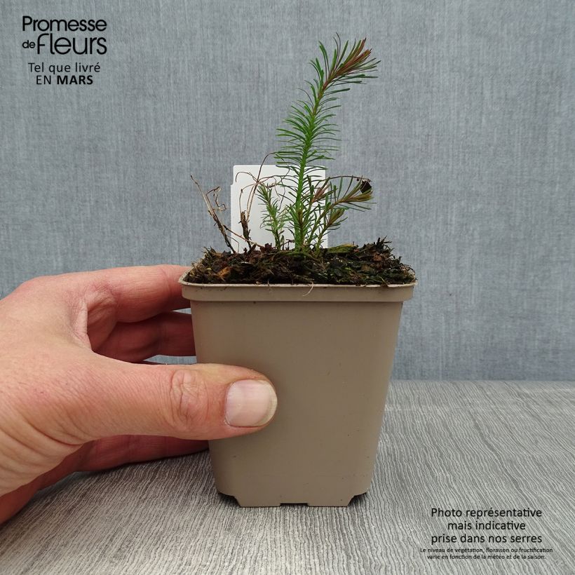 Amostra de Euphorbia cyparissias Fens Ruby Vaso de 8/9 cm tal como entregue na primavera