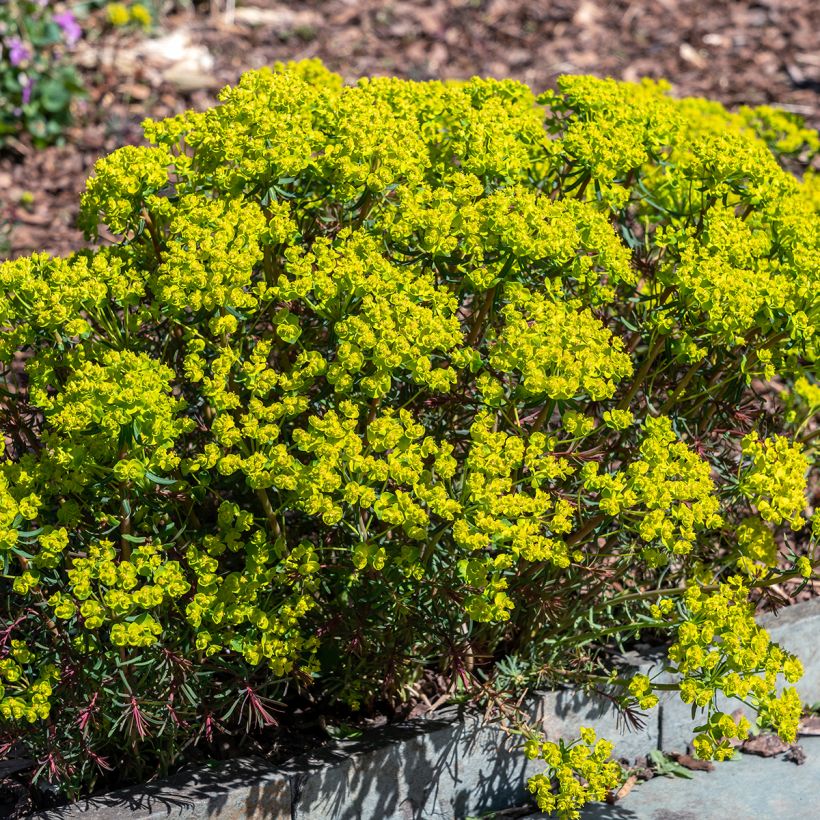 Euphorbia cyparissias Fens Ruby (Hábito)