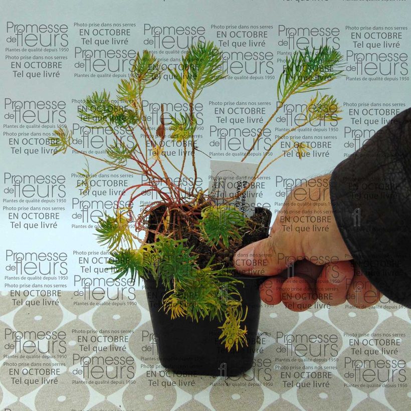 Exemplo de amostra de Euphorbia cyparissias Orange Man - Euphorbe petit-cyprès Vaso de 8/9 cm tal como entregue