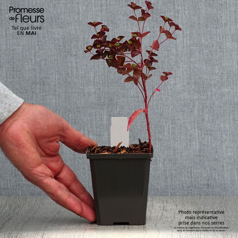 Amostra de Euphorbia dulcis Chameleon Vaso de 8/9 cm tal como entregue na primavera