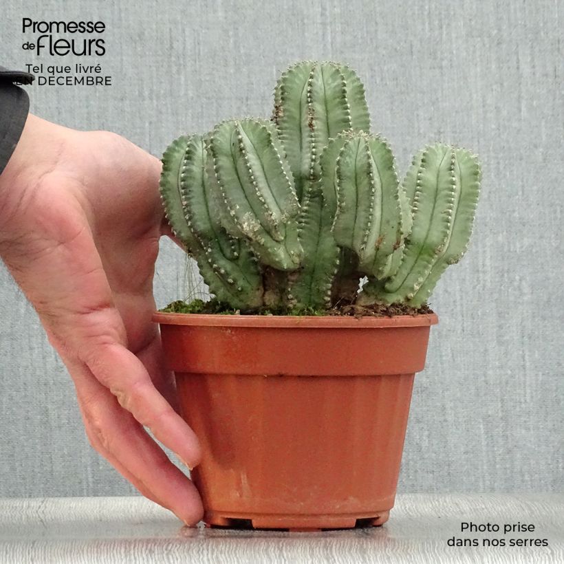 Amostra de Euphorbia fruticosa Inermis Vaso de 12 cm/13 cm tal como entregue no inverno