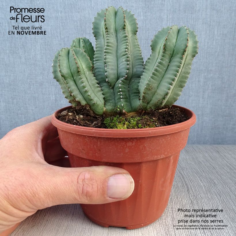Amostra de Euphorbia fruticosa Inermis Vaso de 12 cm/13 cm tal como entregue no outono