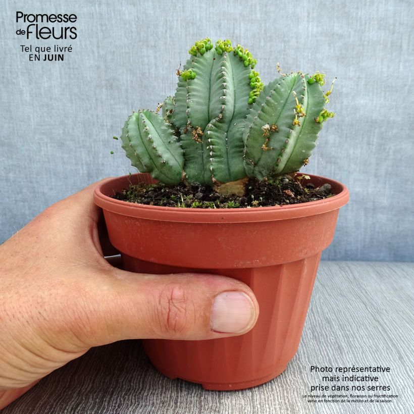 Amostra de Euphorbia fruticosa Inermis Vaso de 12 cm/13 cm tal como entregue no verão