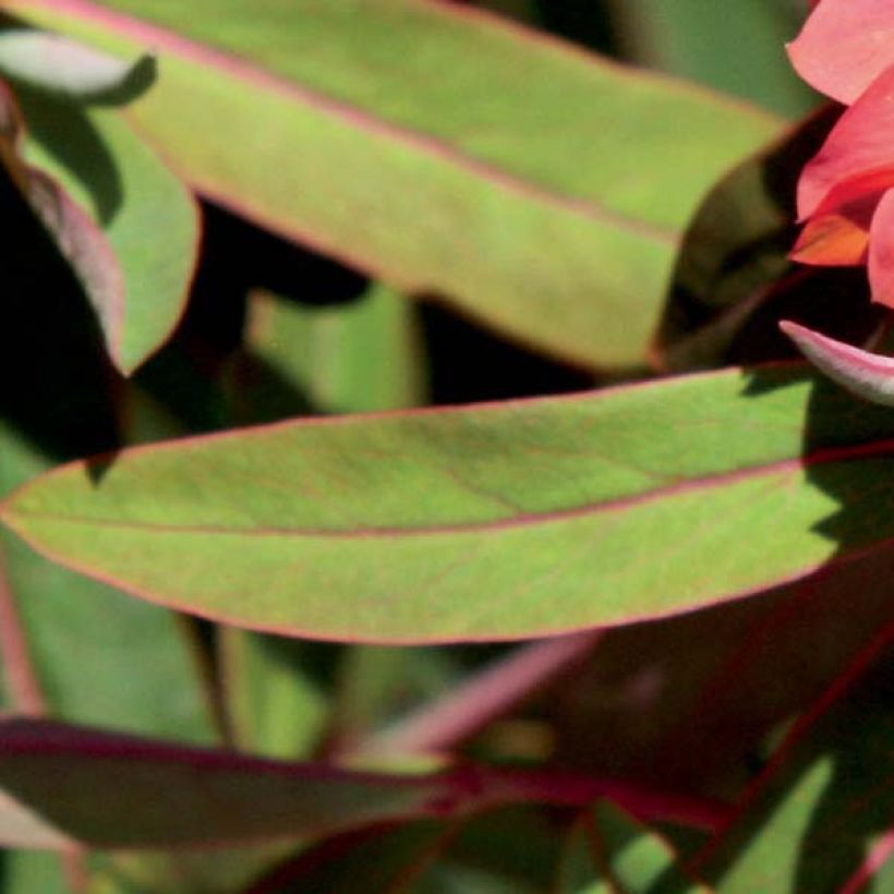 Euphorbia griffithii Fireglow (Folhagem)