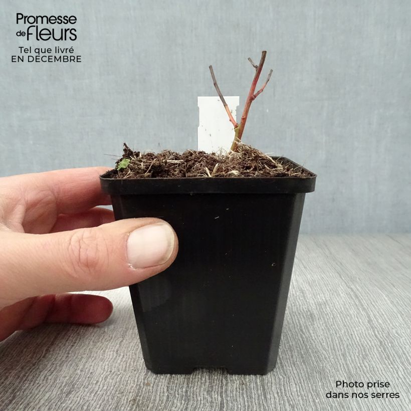 Amostra de Euphorbia griffithii Fireglow - Euphorbe orange Vaso de 8/9 cm tal como entregue no inverno