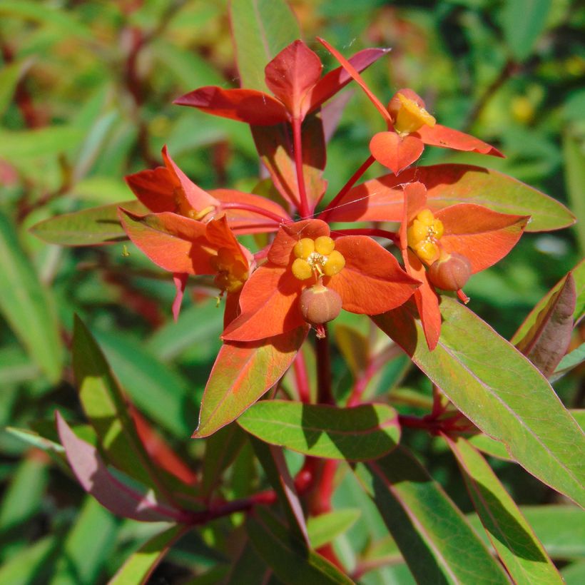 Euphorbia griffithii Fireglow (Floração)