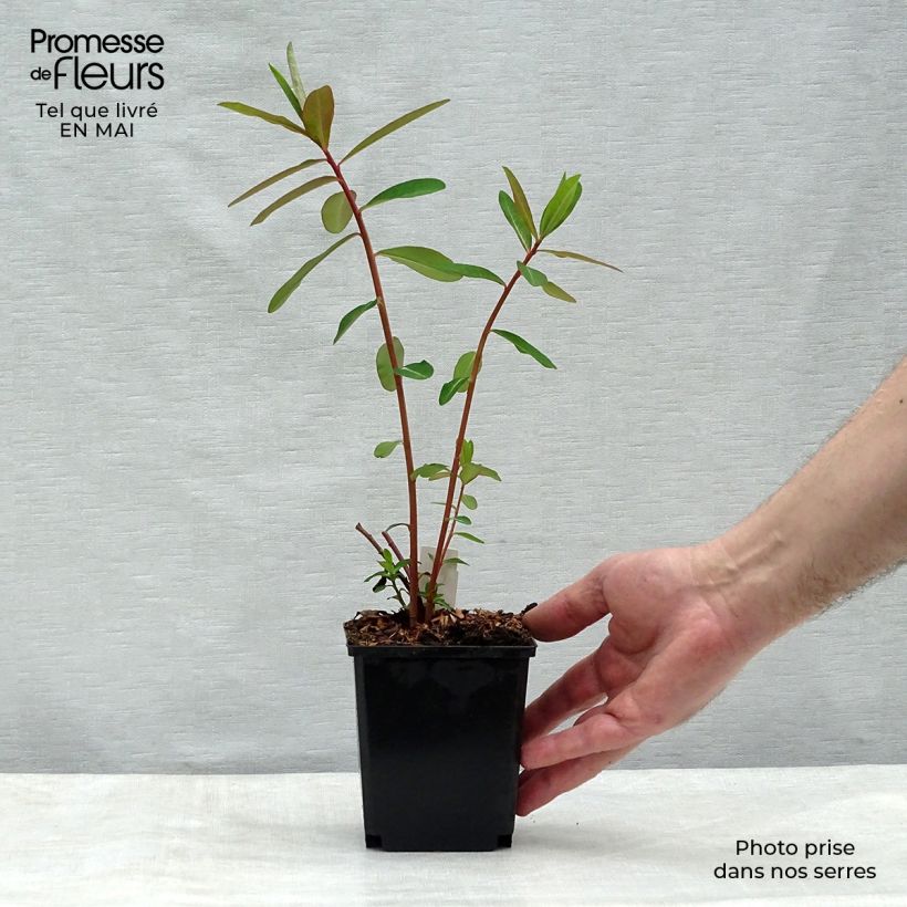 Amostra de Euphorbia griffithii Fireglow Vaso de 8/9 cm tal como entregue na primavera