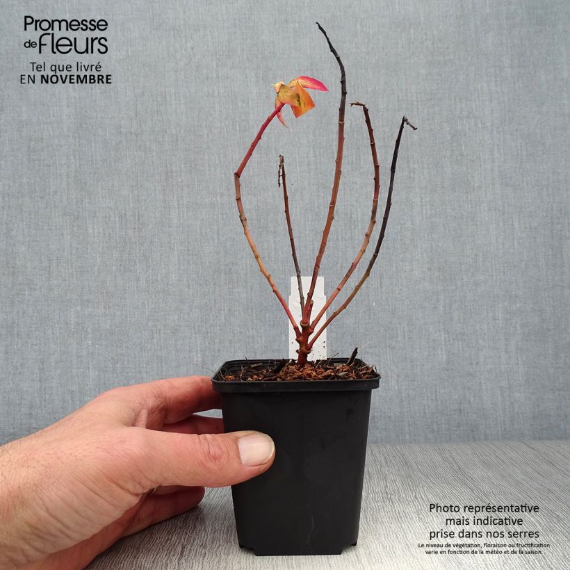 Amostra de Euphorbia griffithii Fireglow Vaso de 8/9 cm tal como entregue no outono