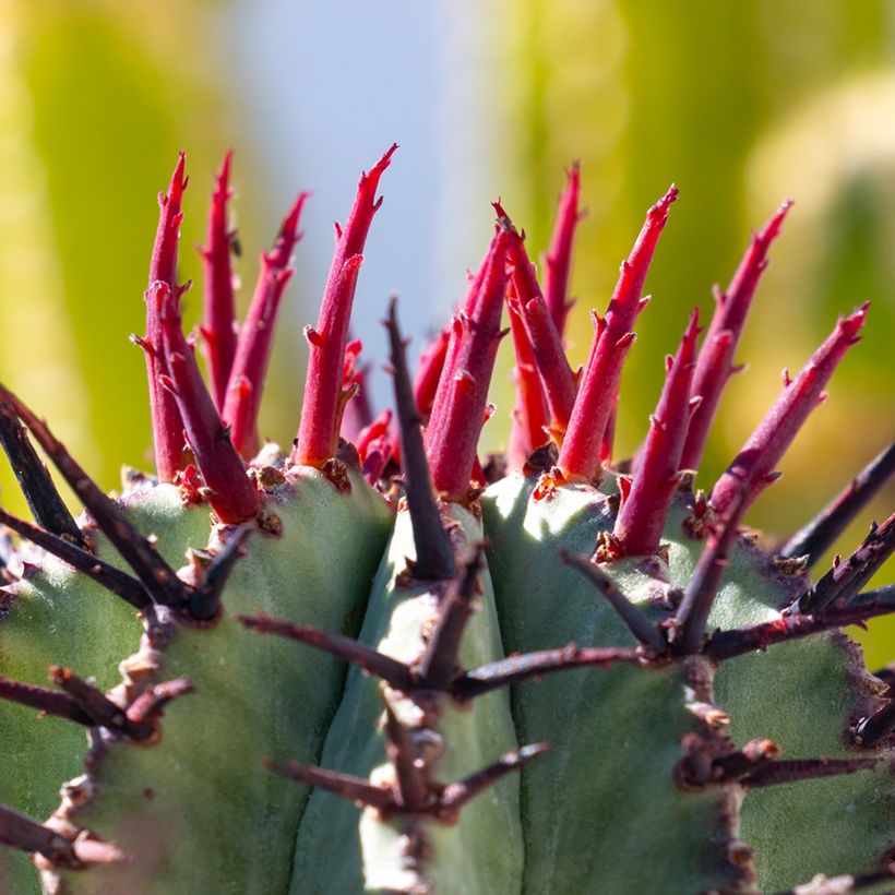 Euphorbia horrida var. alba - Eufórbia (Folhagem)