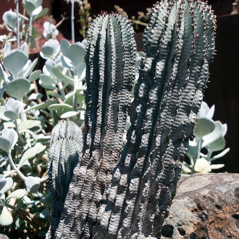Euphorbia horrida var. alba - Eufórbia (Hábito)